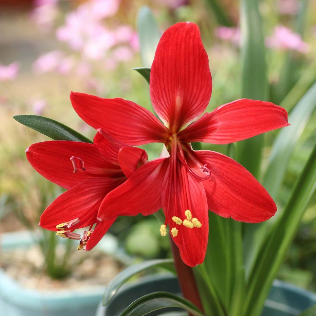 x Hippeastrelia Durga Pradhan - Hybrid Amaryllis