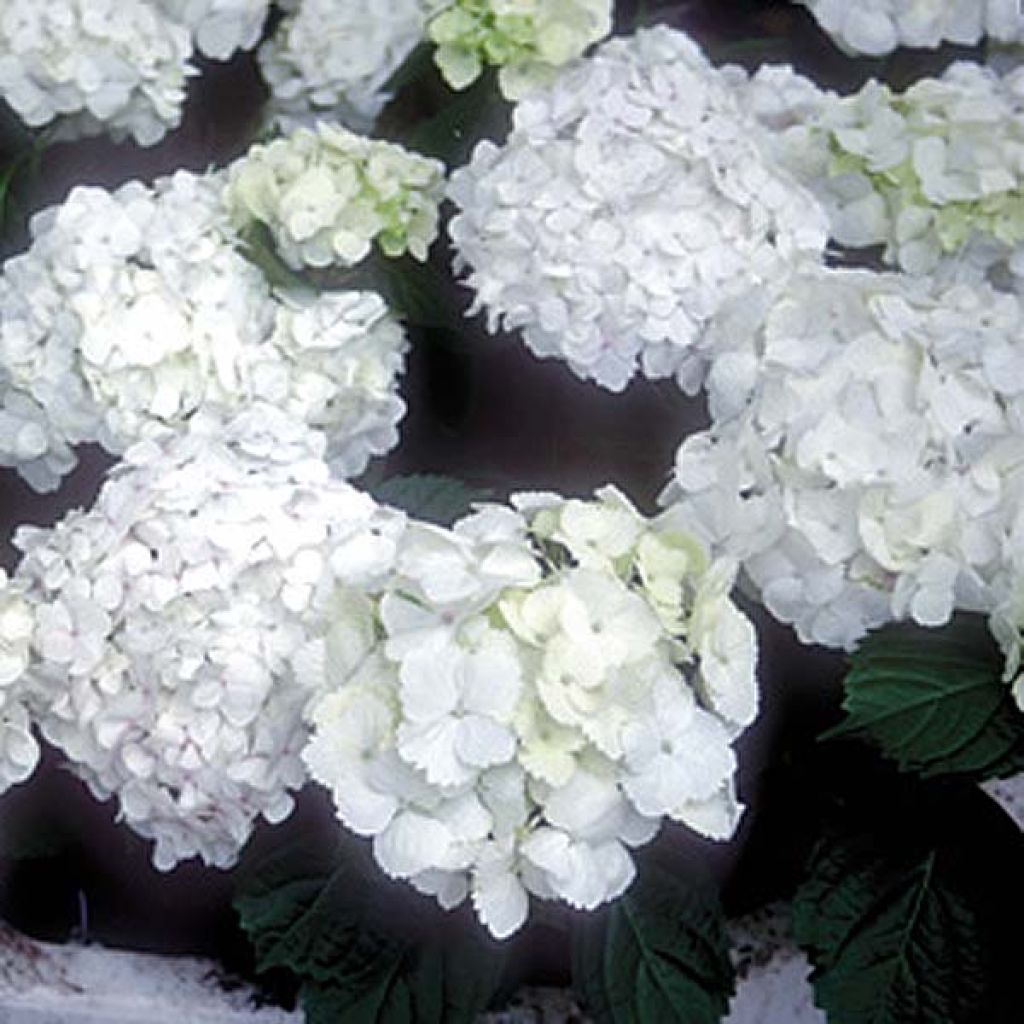 Hydrangea macrophylla Bichon Blanc