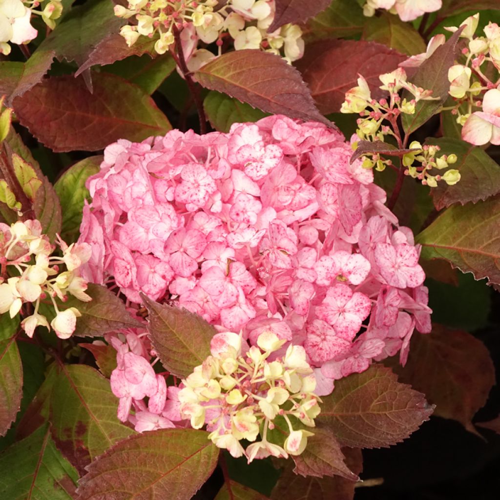 Hydrangea serrata Preziosa - Mountain Hydrangea