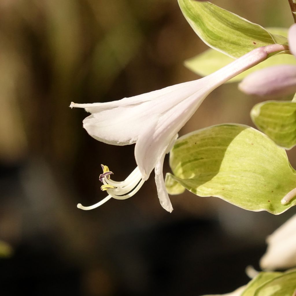 Hosta fortunei Allegan Fog