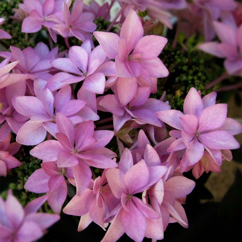 Hydrangea macrophylla You and Me Romance