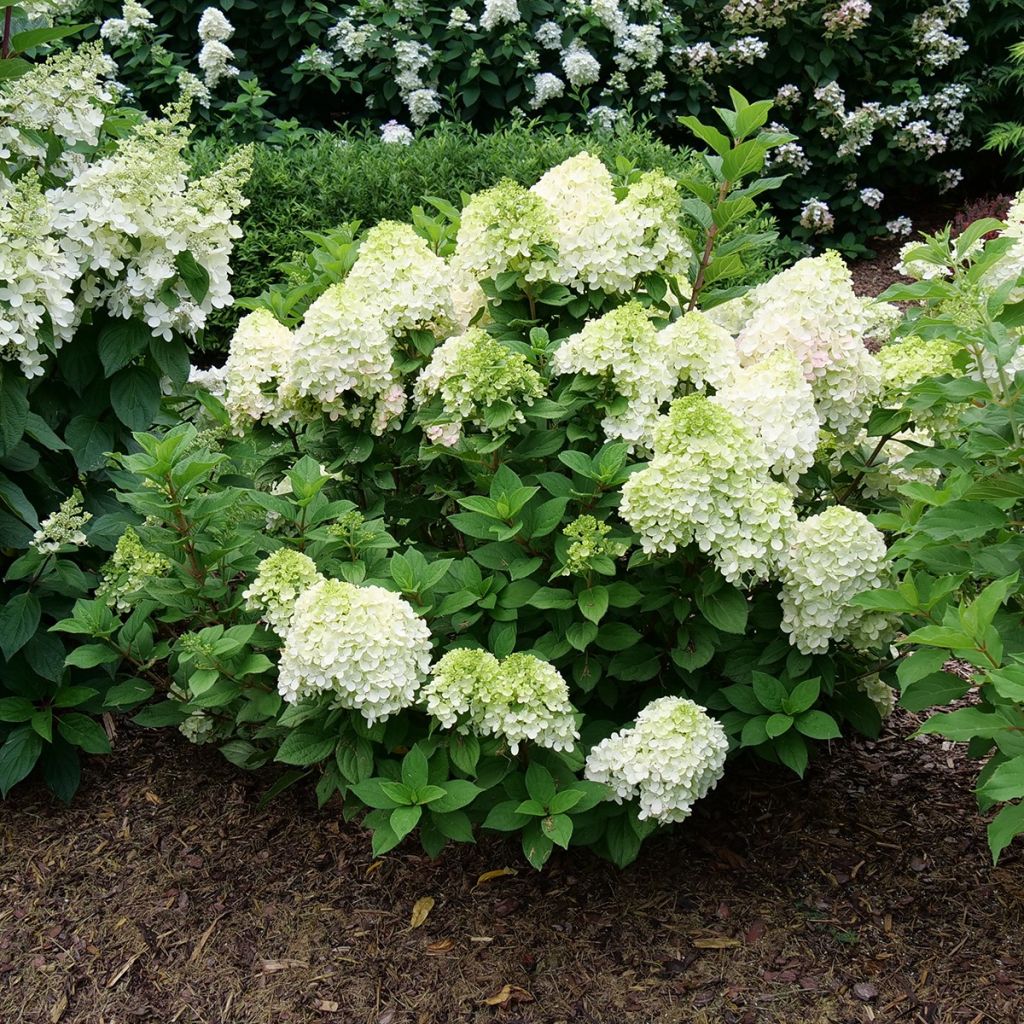 Hydrangea paniculata Little Lime Punch Proven Winners - Panicle Hydrangea