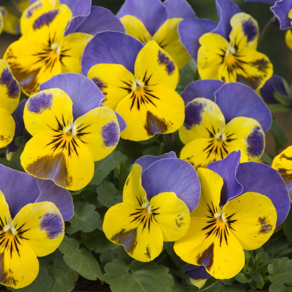 Viola cornuta Yellow Blue Jump-Up - Horned pansy