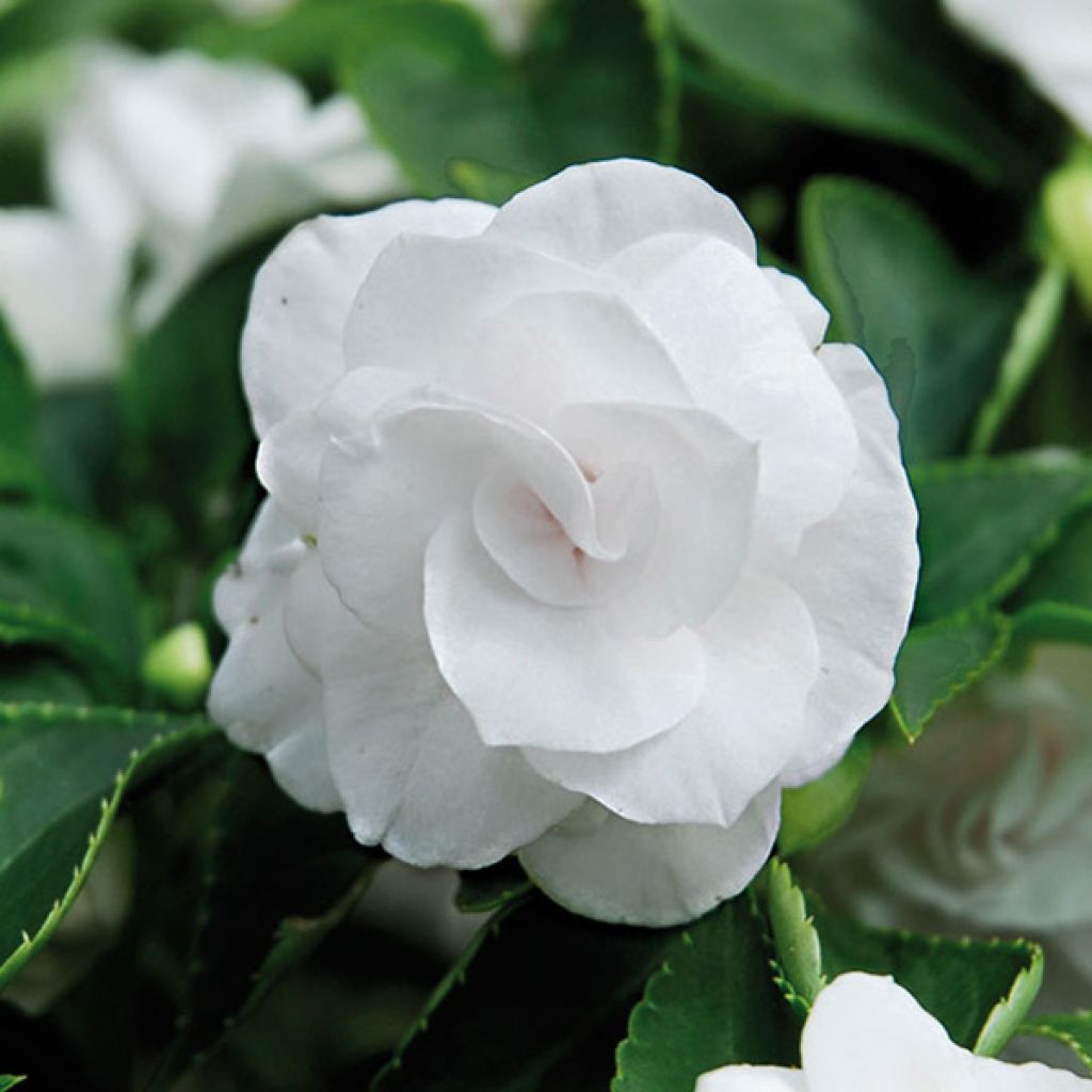 Impatiens Double Walleriana blanc pur