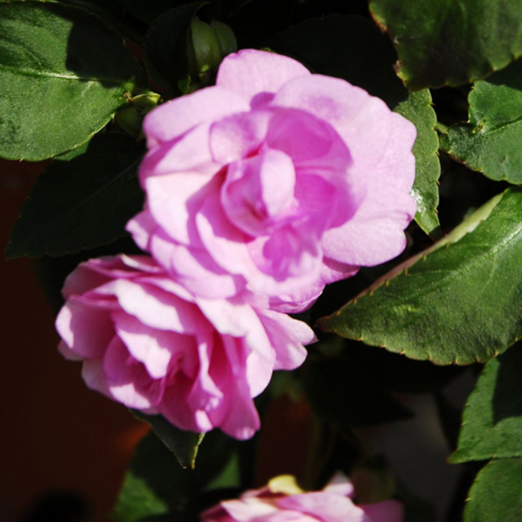 Impatiens Double Walleriana rose