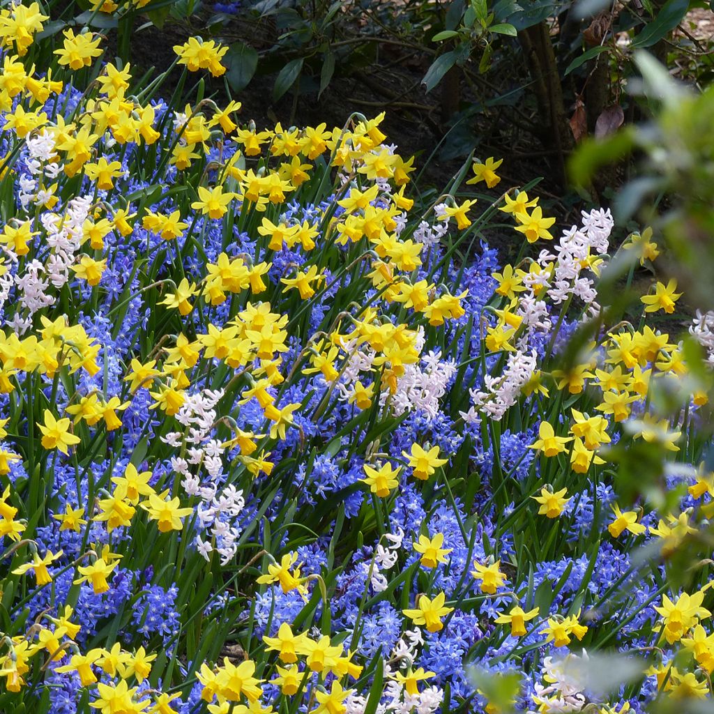 Inspiration collection of small spring bulbs with contrasting flowering