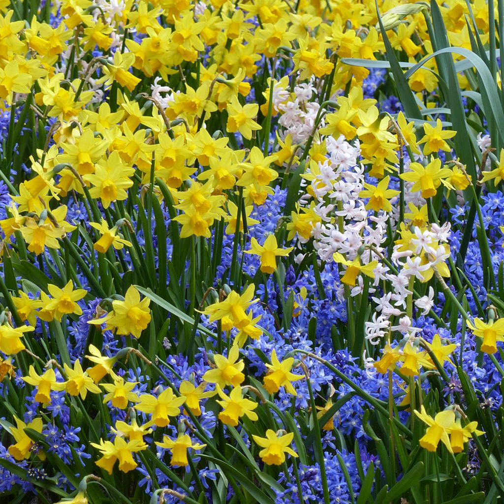 Inspiration collection of small spring bulbs with contrasting flowering