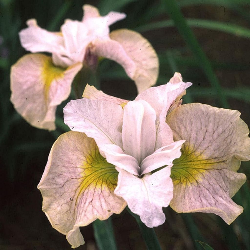 Iris de Sibérie - Iris sibirica Lemon Veil