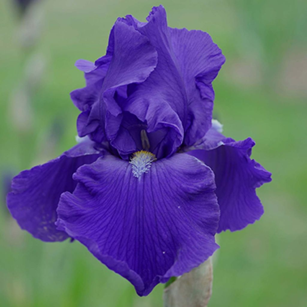 Iris germanica Bleu de Gien - Bearded Iris