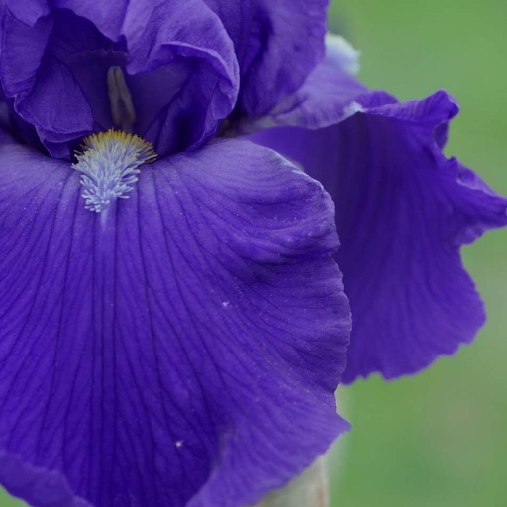 Iris germanica Bleu de Gien - Bearded Iris