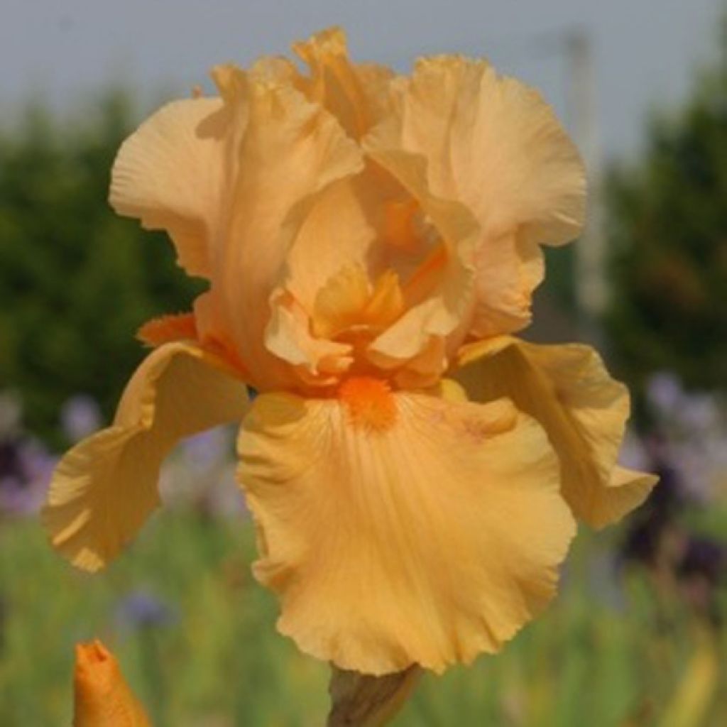 Iris Skyfire - Tall Bearded Iris