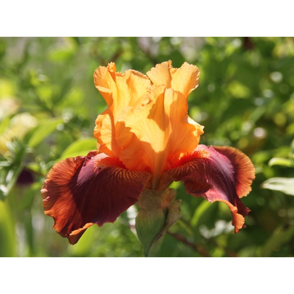 Iris Torero - Tall Bearded Iris