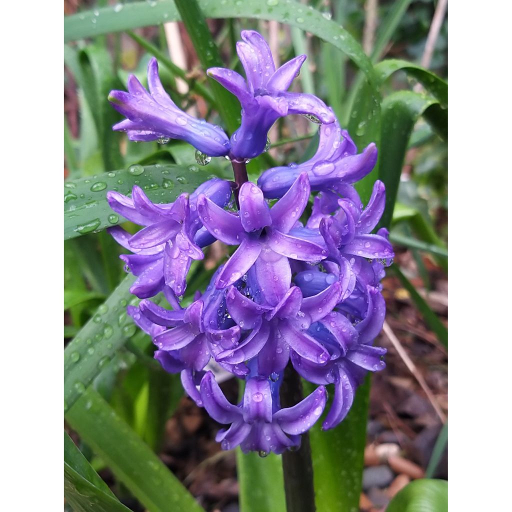 Hyacinthus x orientalis Delft Blue