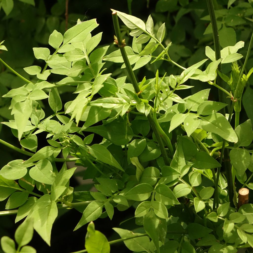 Jasminum officinale Clotted Cream - Common jasmine