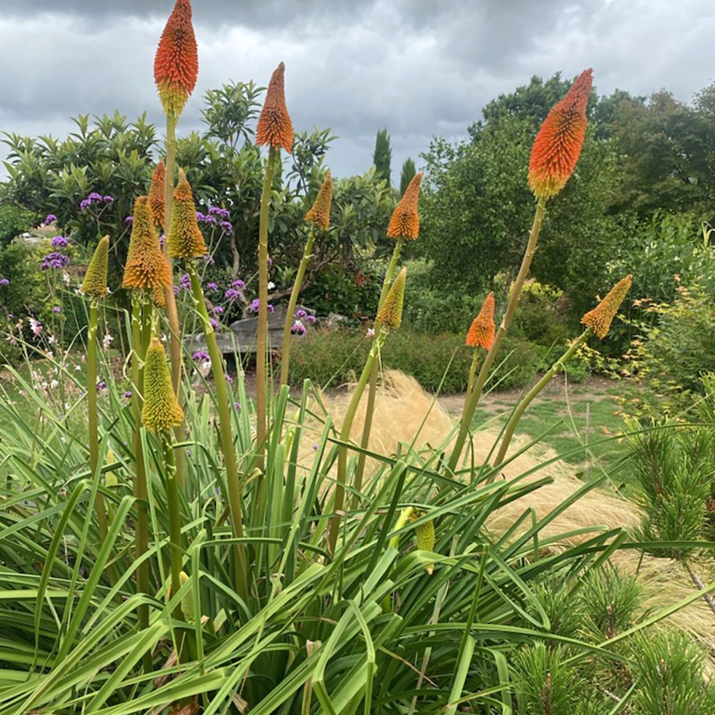 Kniphofia uvaria Nobilis