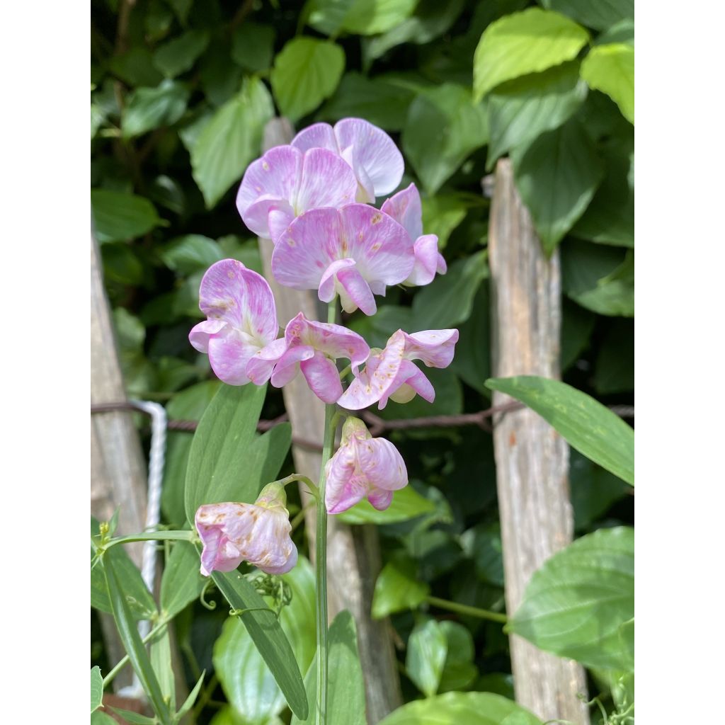 Lathyrus latifolius Pink Pearl - Broadleaf Sweetpea