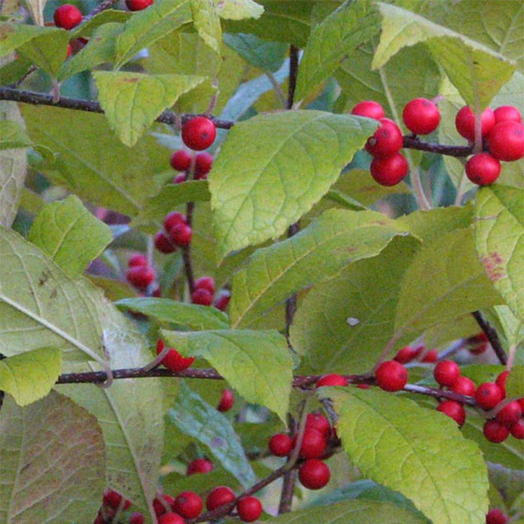 Ilex verticillata 