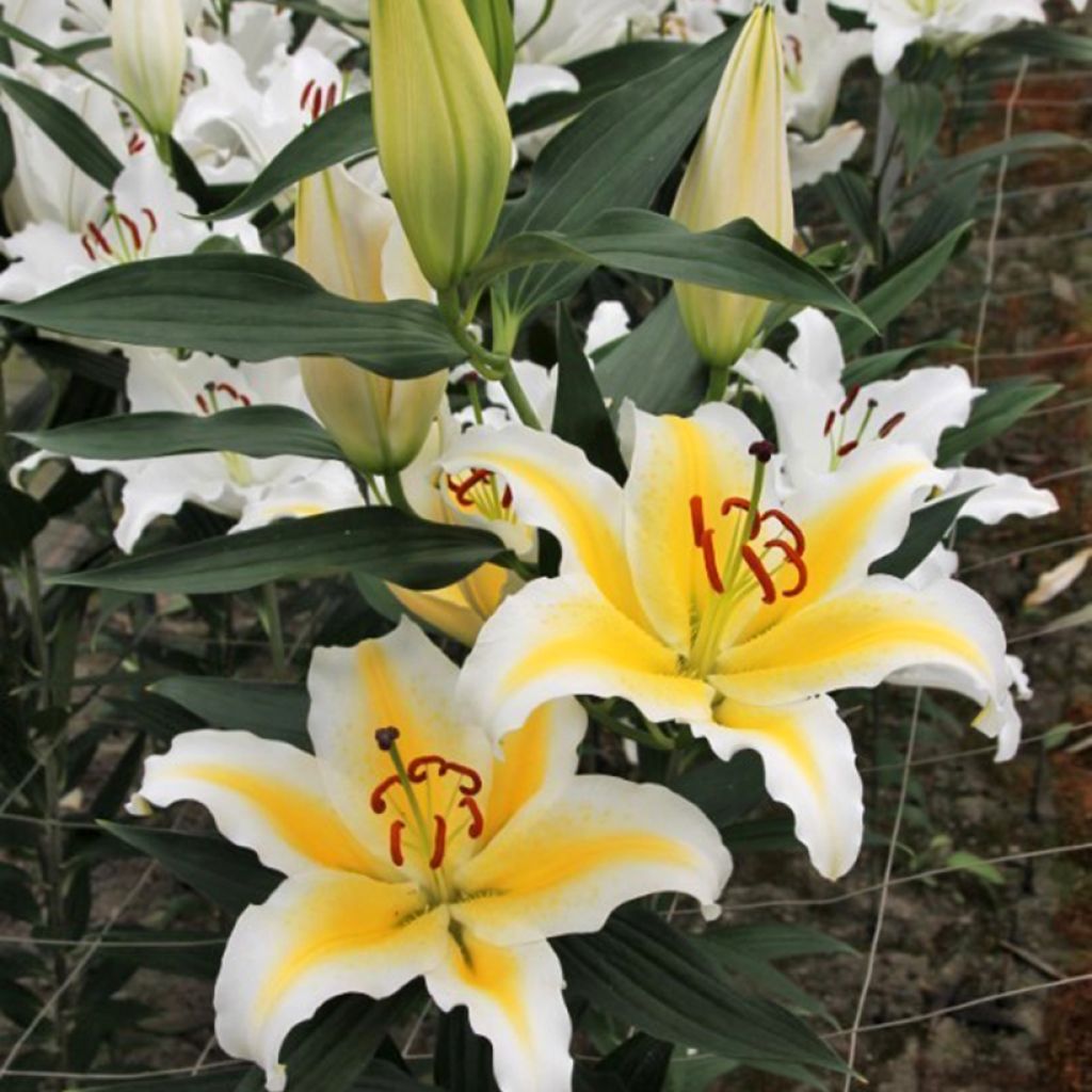 Lilium Nesso