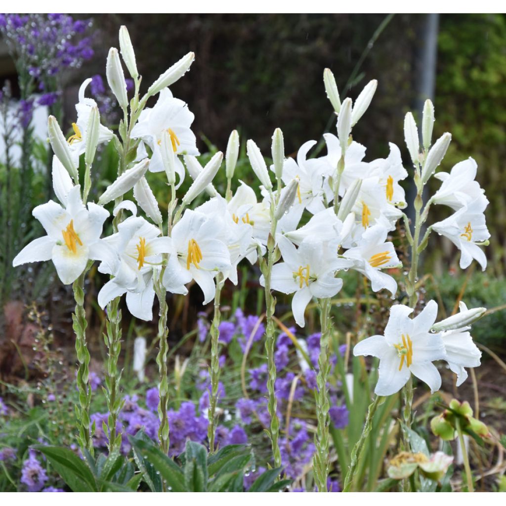 Lilium candidum - Madonna Lily