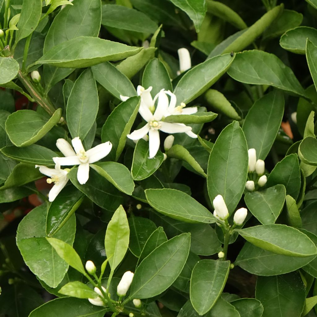 Satsuma Mandarin Tree - Citrus unshiu