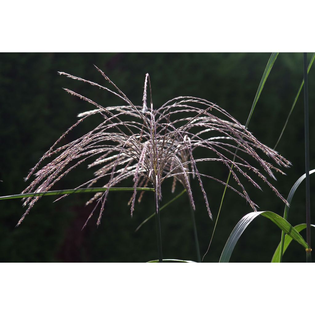 Miscanthus giganteus