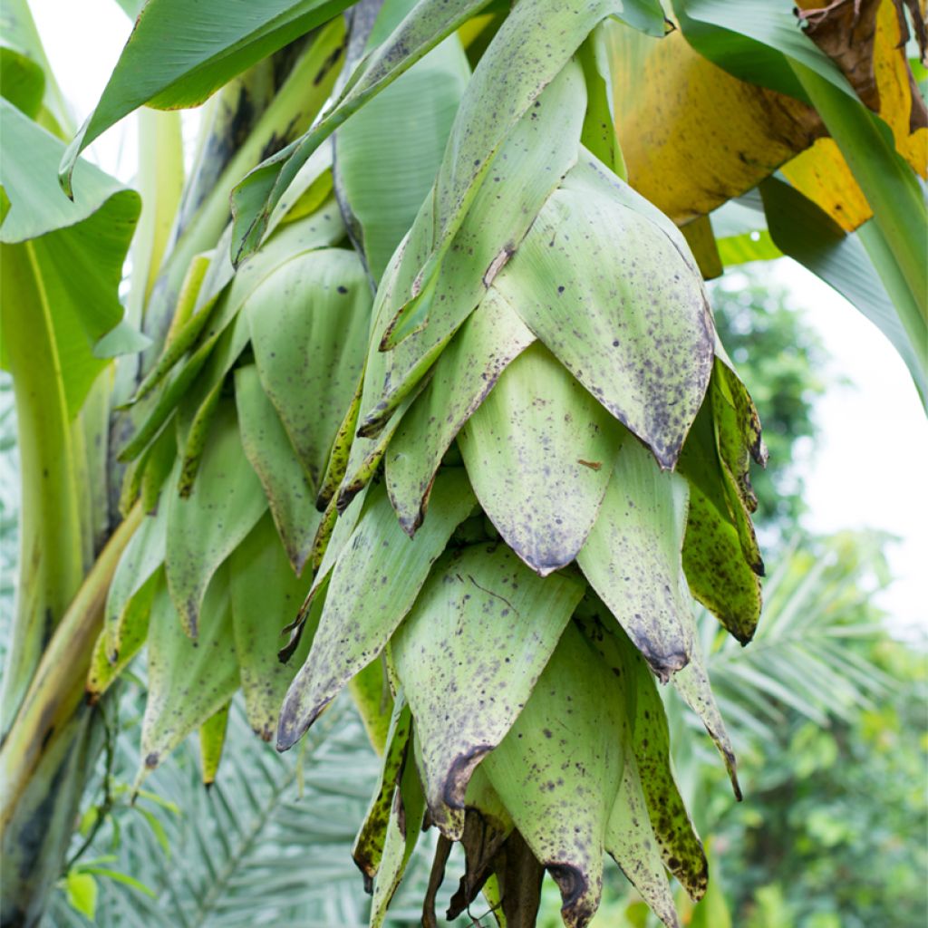 Ensete glaucum - Snow Banana