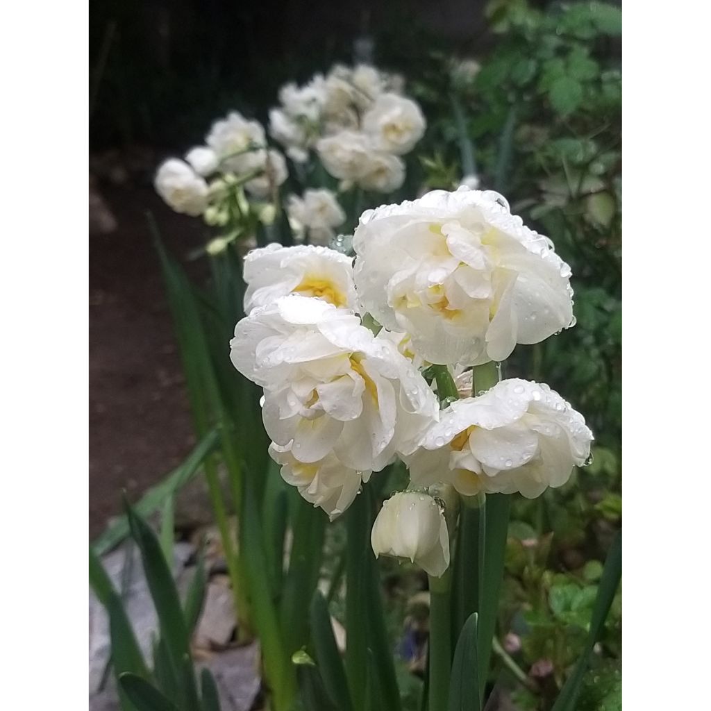 Narcissus Bridal Crown