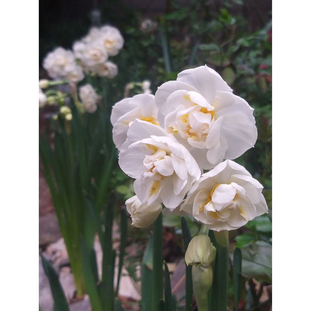 Narcissus Bridal Crown