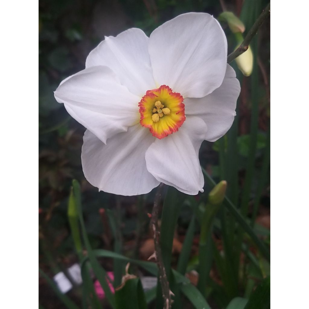 Narcissus poeticus recurvus - Daffodil