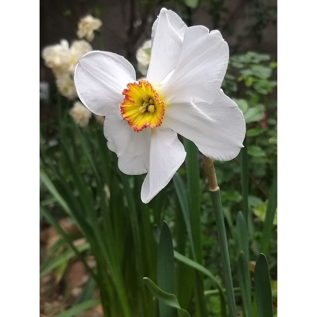 Narcissus Ring of Fire - Daffodil