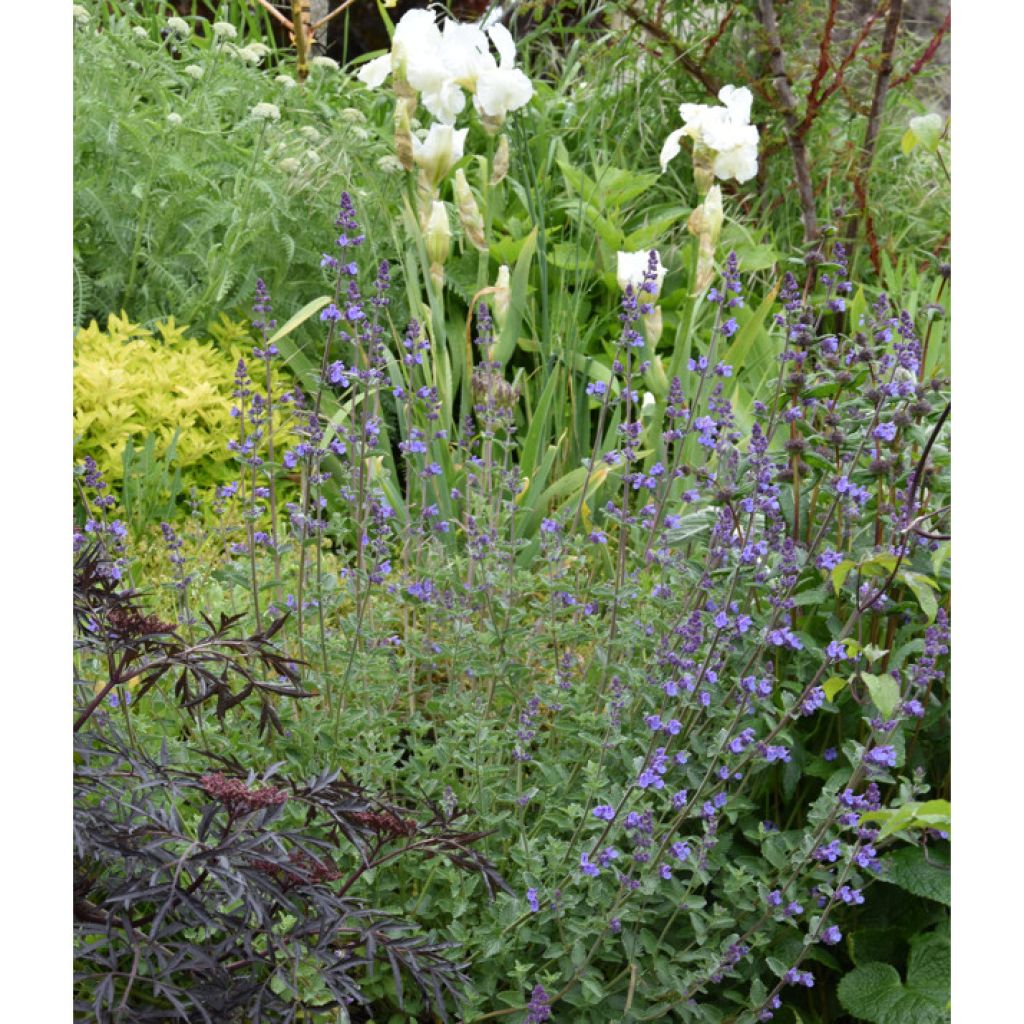 Nepeta faassenii Walkers Low - Catnip