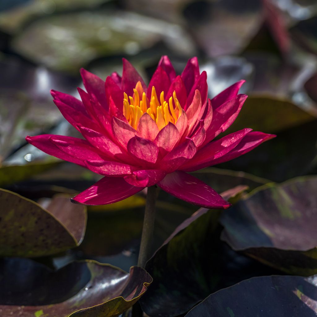 Nymphaea Marliacea Rubra - Water Lily