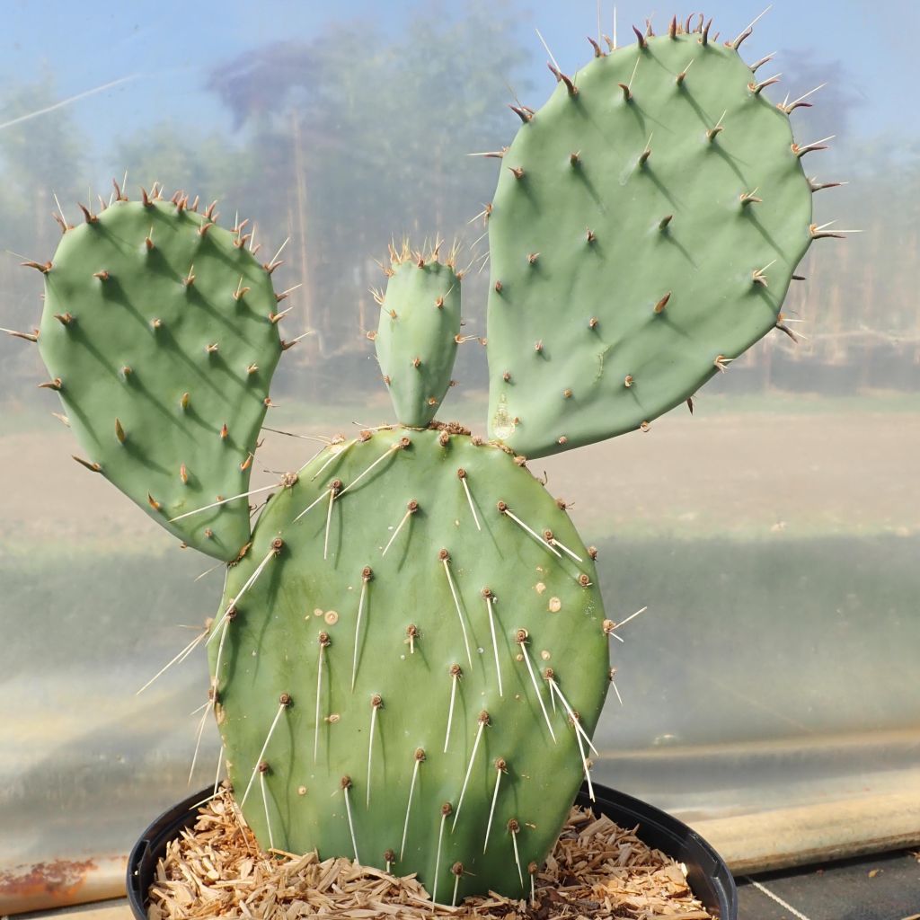 Opuntia angustata