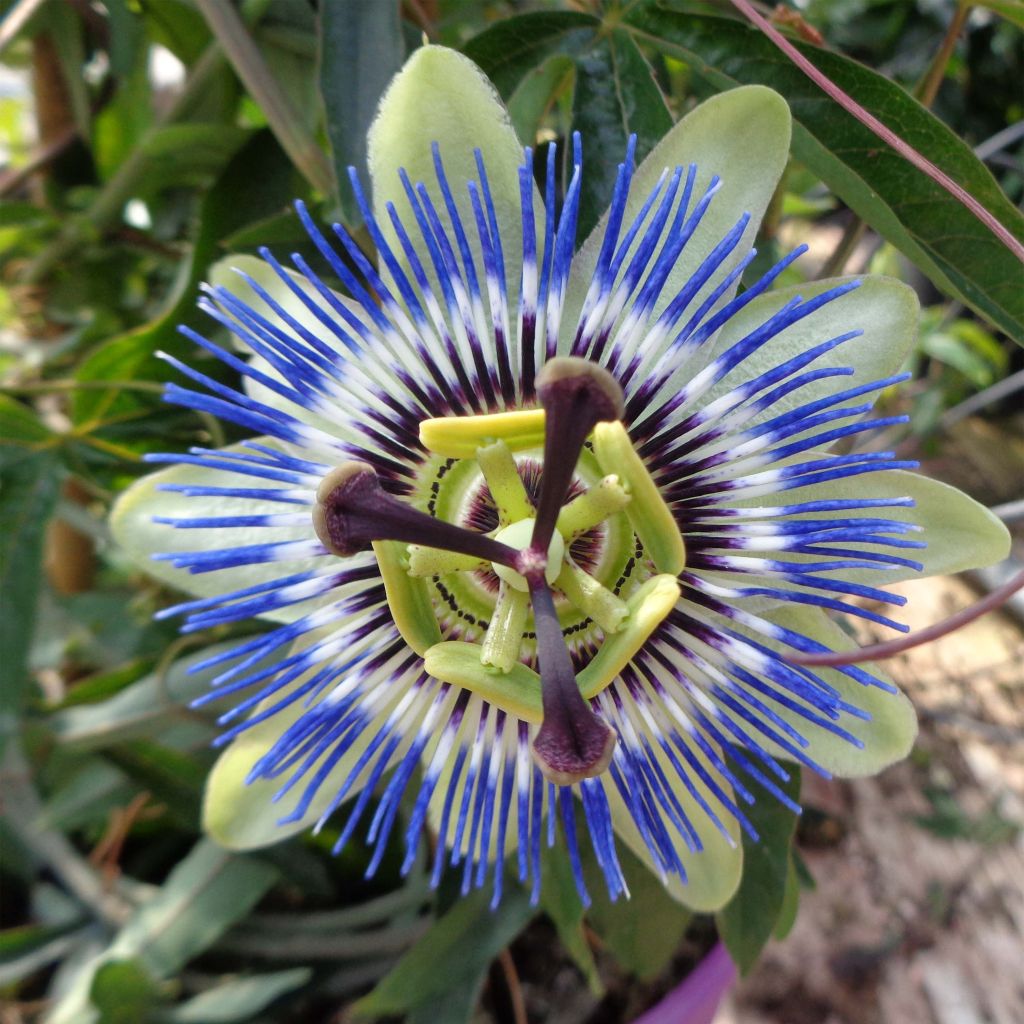 Passiflora caerulea- Passion Flower