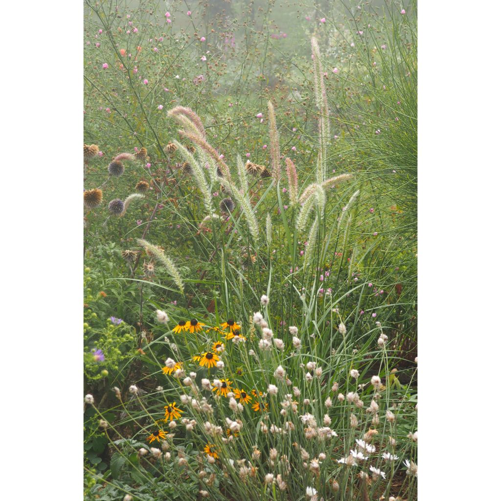 Pennisetum orientale Fairy Tails - Oriental Fountain Grass