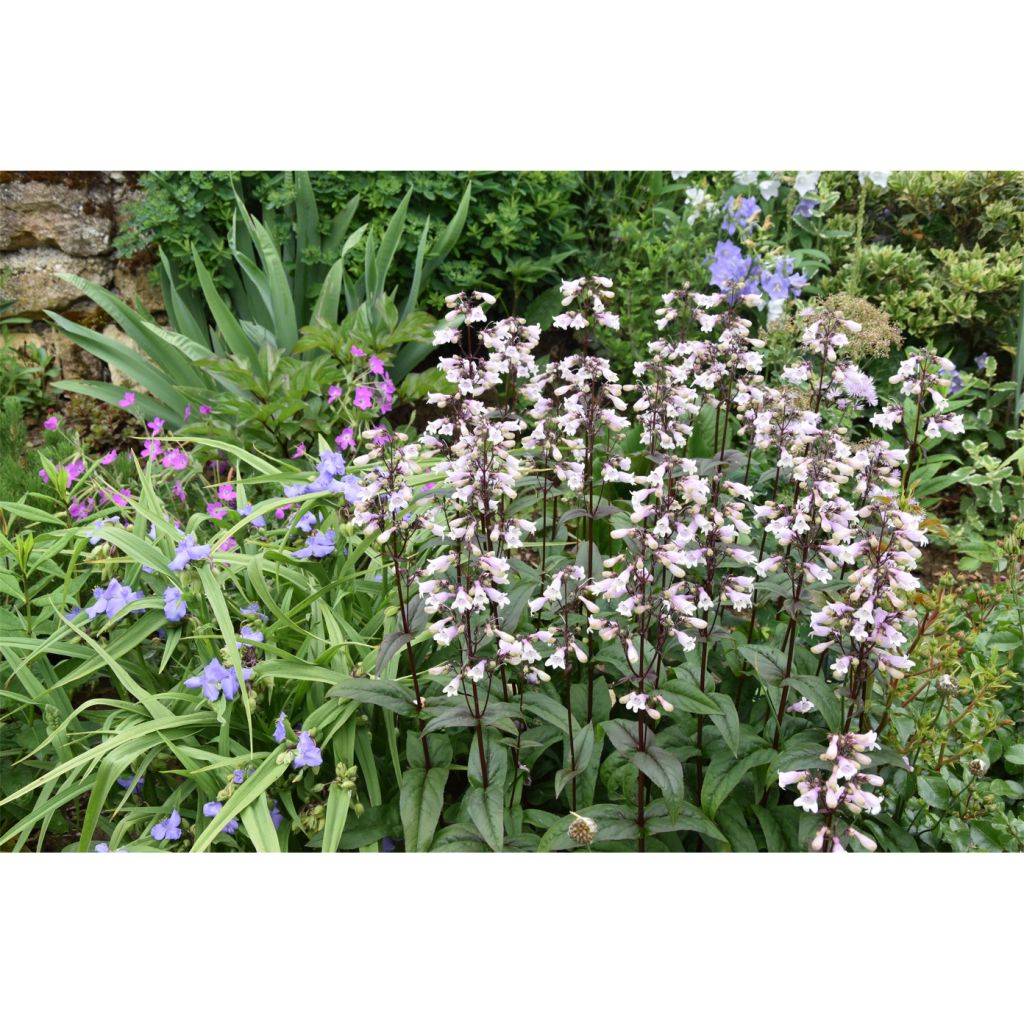 Penstemon digitalis Husker Red - Foxglove beardtongue