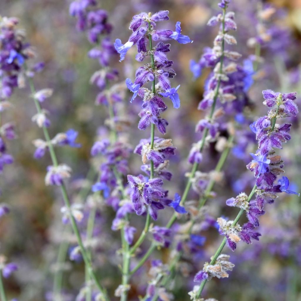 Perovskia atriplicifolia Little Spire - Russian Sage