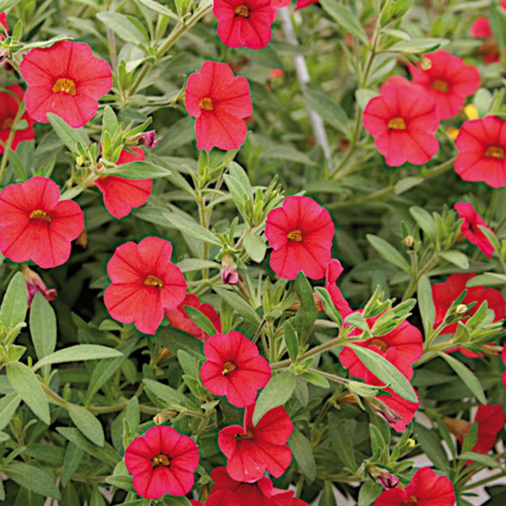 Calibrachoa hybrida Million Bells Red - Trailing Petunia