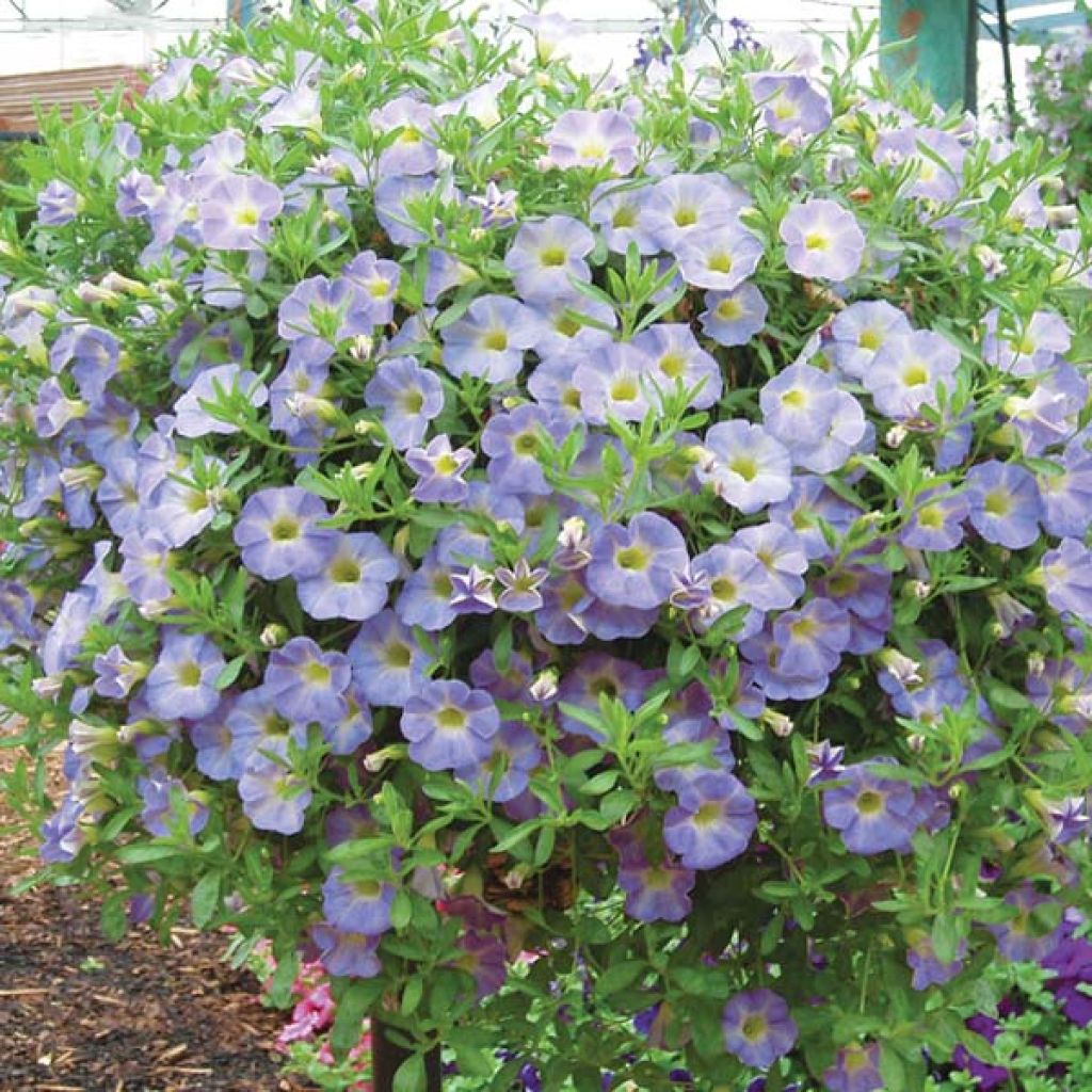 Calibrachoa hybrida Million Bells Chiffon Blue - Trailing Petunia