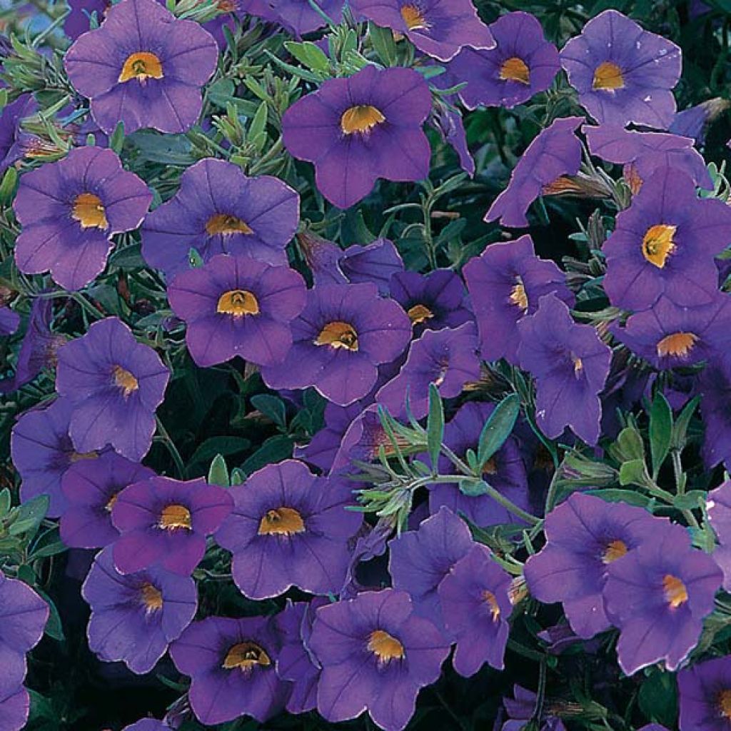 Calibrachoa hybrida Million Bells blue star - Trailing Petunia