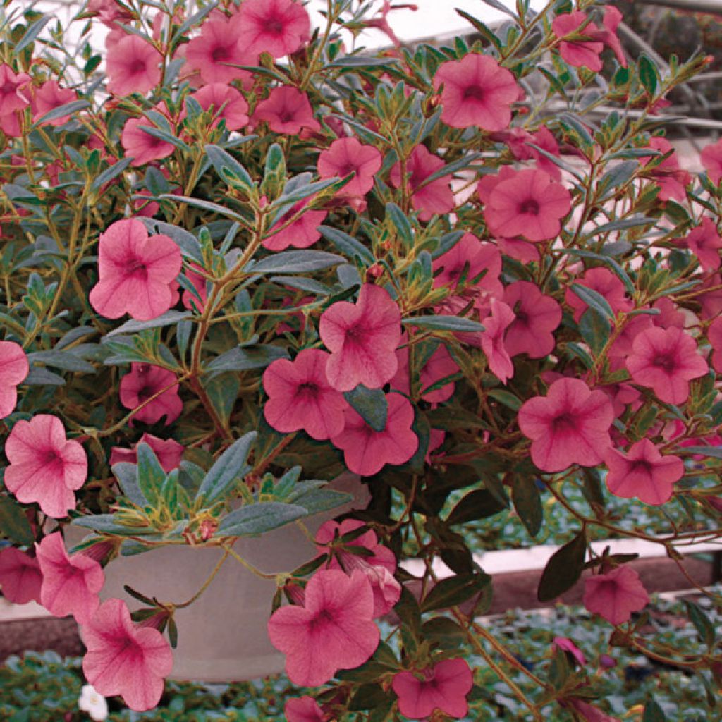 Calibrachoa hybrida Million Bells cosmos pink - Trailing Petunia