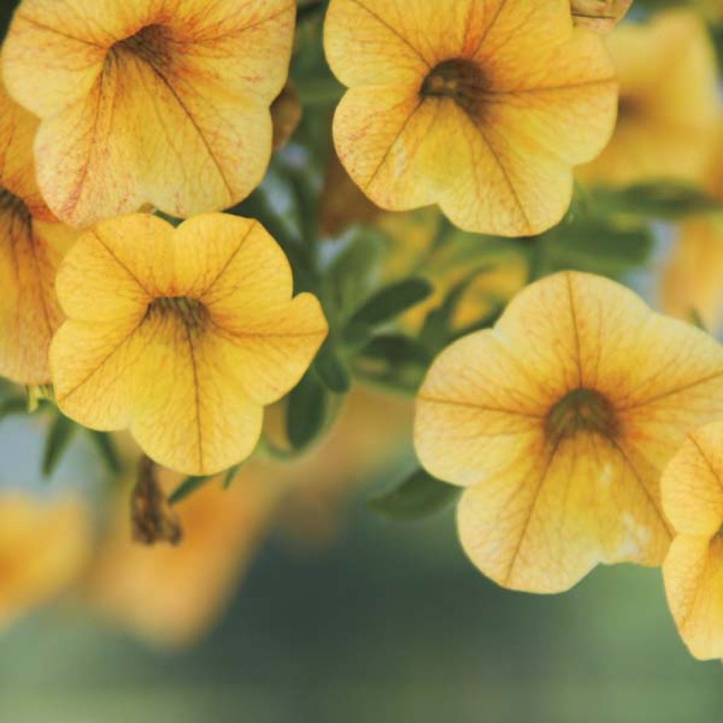 Calibrachoa hybrida Million Bells Lemon - Trailing Petunia