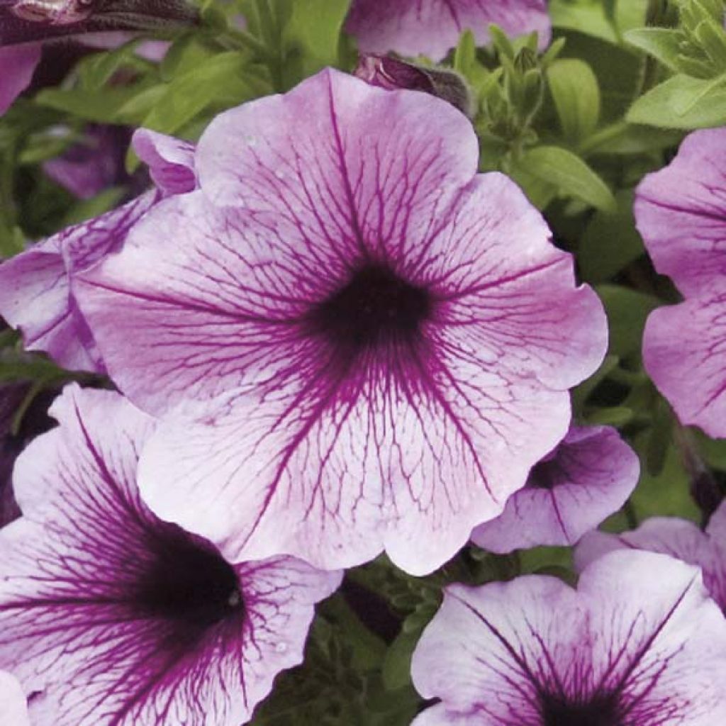 Calibrachoa hybrida Million Bells Rose Vein - Trailing Petunia