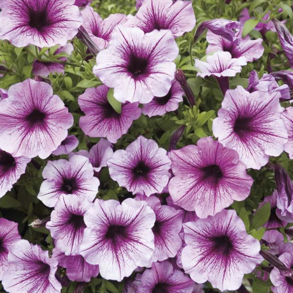 Calibrachoa hybrida Million Bells Rose Vein - Trailing Petunia