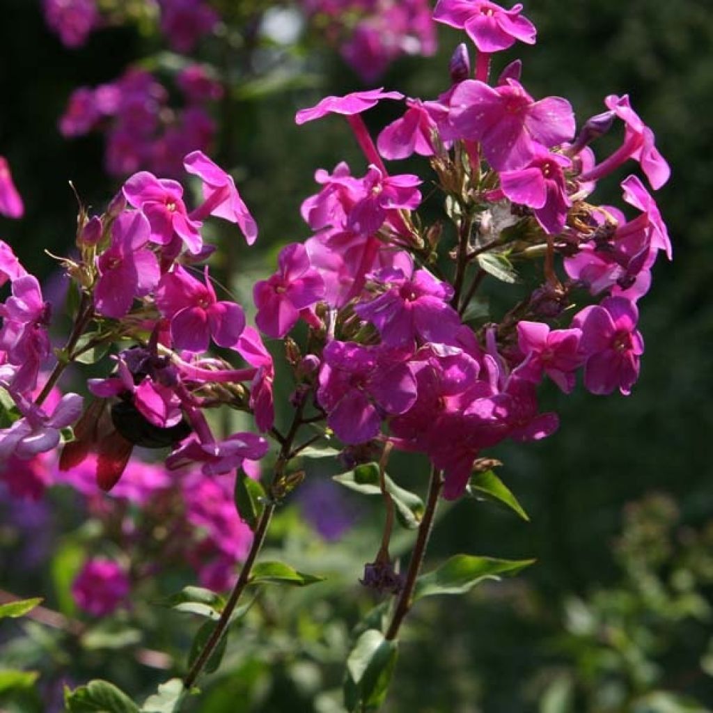 Phlox paniculata Eden s Glow