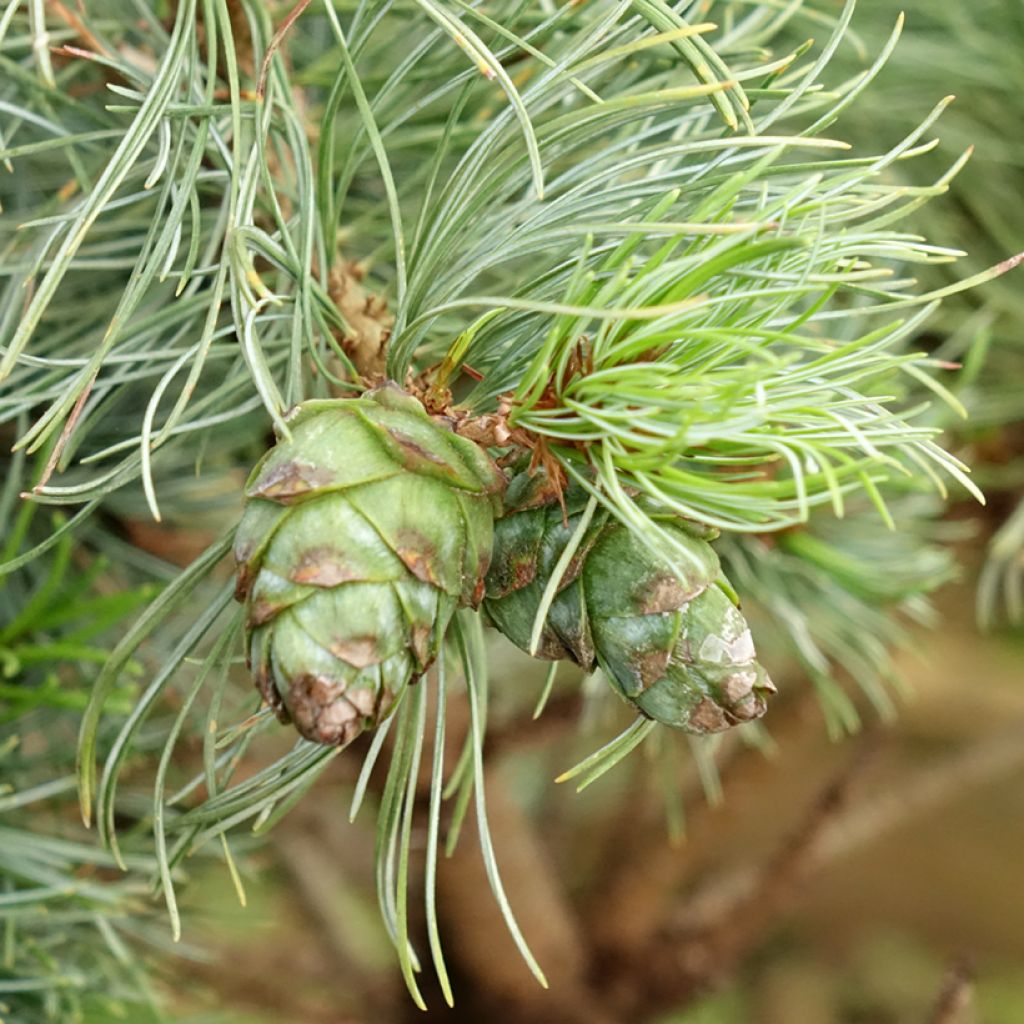 Pinus parviflora Bergman - Japanese White Pine