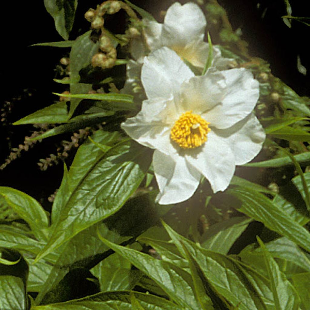 Paeonia emodi 