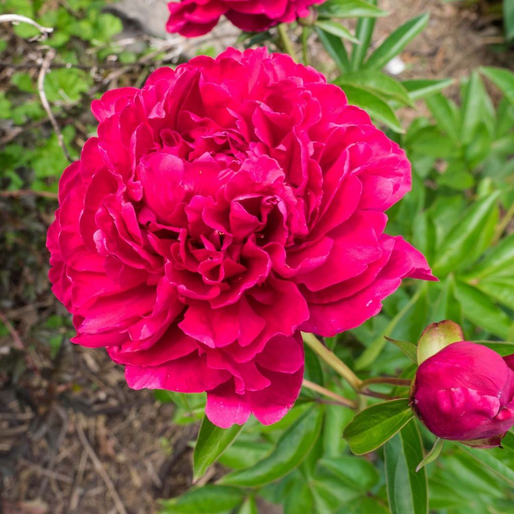 Paeonia lactiflora Louis van Houtte