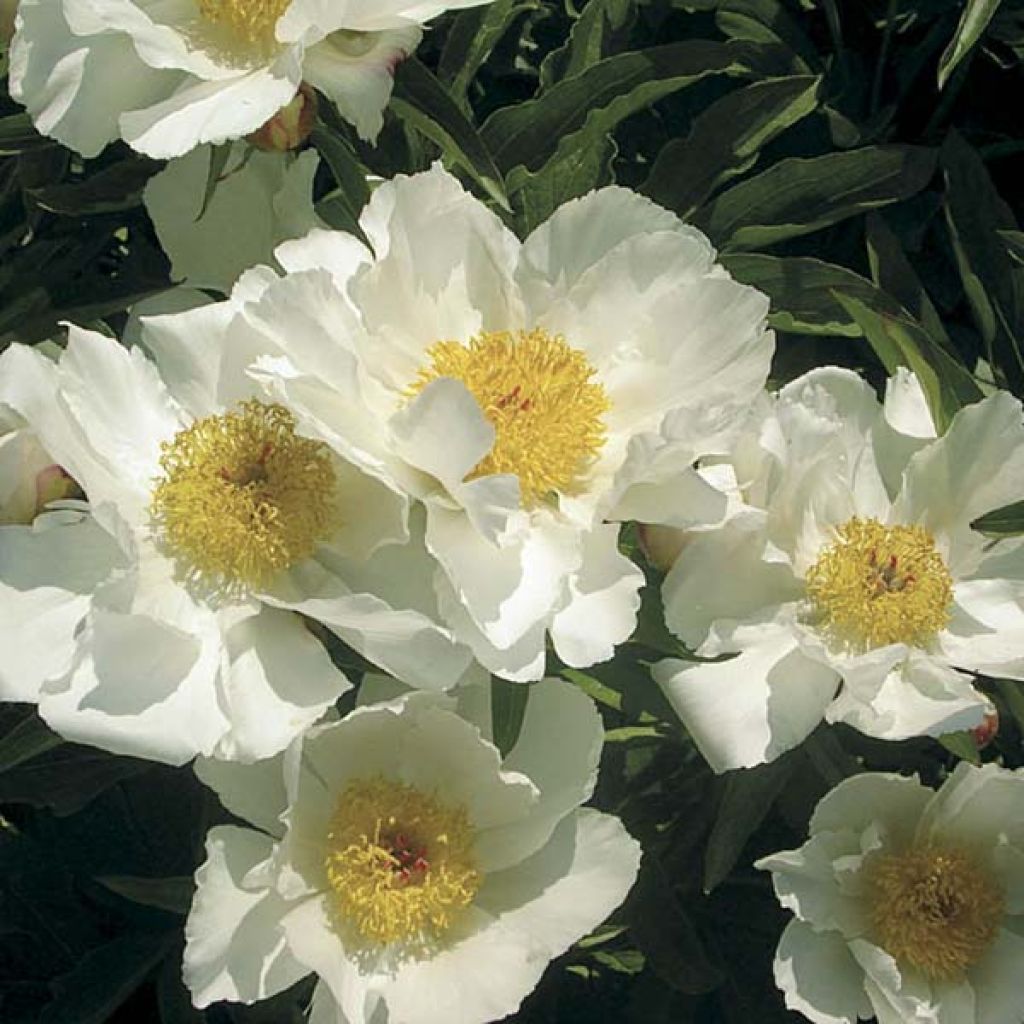 Paeonia lactiflora White Wings - Garden Peony