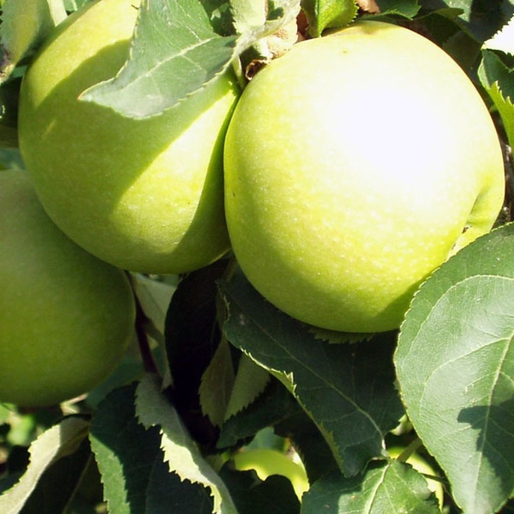 Malus domestica Golden Delicious - Golden Delicious Apple